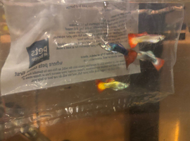 Guppies