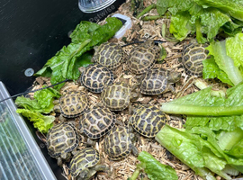 Baby tortoises
