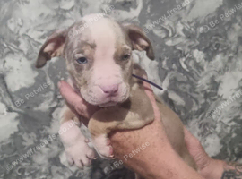 7 stunning american bulldog/standard bully