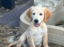 Gorgeous KC Registered Golden Retriever Boy