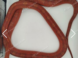 Colubrids available