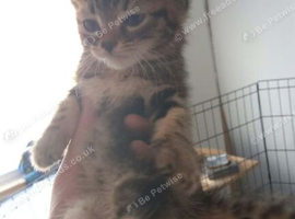 Female kitten &pound;150