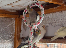 Cockatiels and Kakarikis