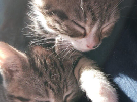 2 tabby sisters for sale