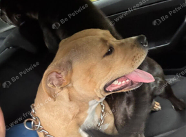 Staffordshire Bull Terrier (Sasha) - free to good home