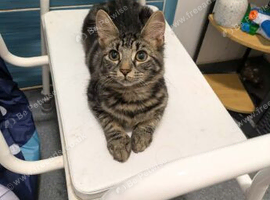 Female kittens