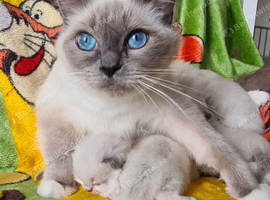 Beautiful Ragdoll munchkin Kittens