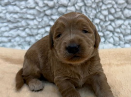 Sunning littler of Australian Double Doodles from Health screened parents