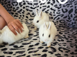 Bunnies
