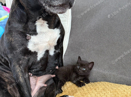 2 black kittens (females)
