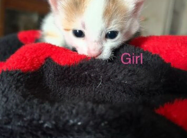 Kittens