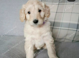 Beautiful girl