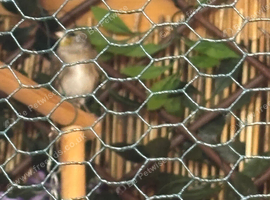 Goldfinch mule