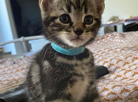 Beautiful Bengal kittens, friendly and loving