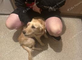 2 year old cream Labradoodle girl