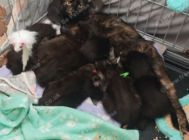 Black & smoke Half Maine Coon Kittens