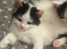 2 kitten ready to leave 28/6