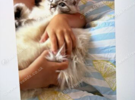Ragdoll kittens