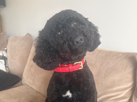 Black curly cockapoo up for stud