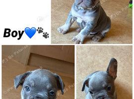 French bulldog puppies