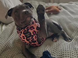 Blue Staffy Male