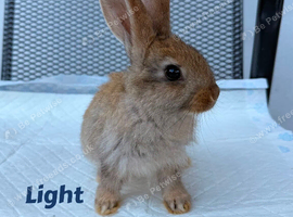 Continental Giant X New Zealand White Bunnies