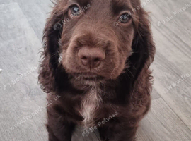 Spaniel for sale