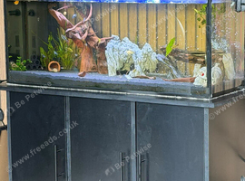 Fish tank setup + fish