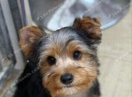 Yorkie Looking for a Loving New Home
