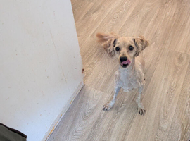 Jack Russell cross shiz zu cross poodle
