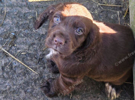 Cocker spaniel girl pups ready to leave now