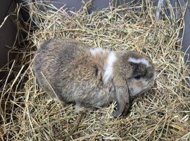 Mini lop doe 10 week old