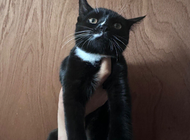 Domestic shorthair mixed breed