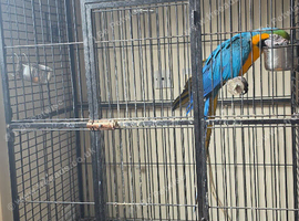 Blue and gold macaw