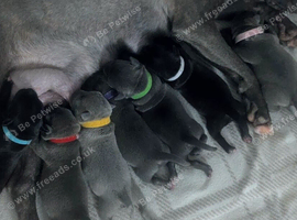 Kc blue Staffordshire bull terrier puppies