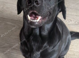 Beautiful black lab bitch