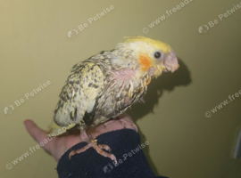 Cockatiel ready to go