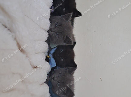 6 beautiful British shorthair kittens