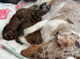 Beautiful miniature dachshund