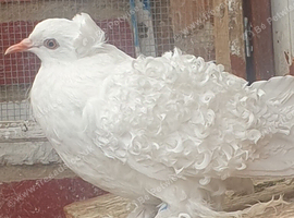 White frill back pigeons for sale