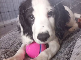 Female Cocker spaniel