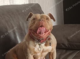 Rehoming bella
