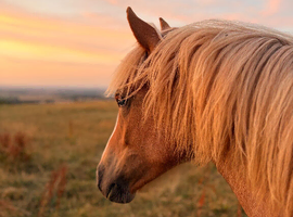 14 month old filly for sale