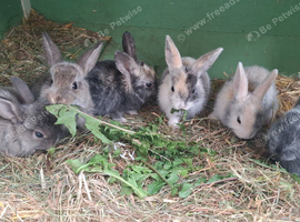 Baby rabbits for sale (ready to leave 24th July)