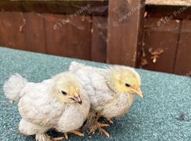 2 week old sablefoot and lavender pekin bantam chicks