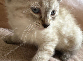 Lovely cute Siameese cross