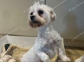 Mum Litter of Stunning Little Maltipoo Puppies
