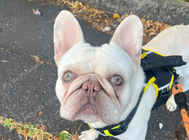 Boris french bulldog
