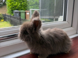 pedigree english angoras
