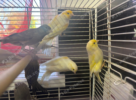 13 Canary
